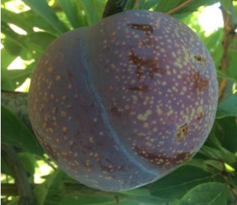 CI 503